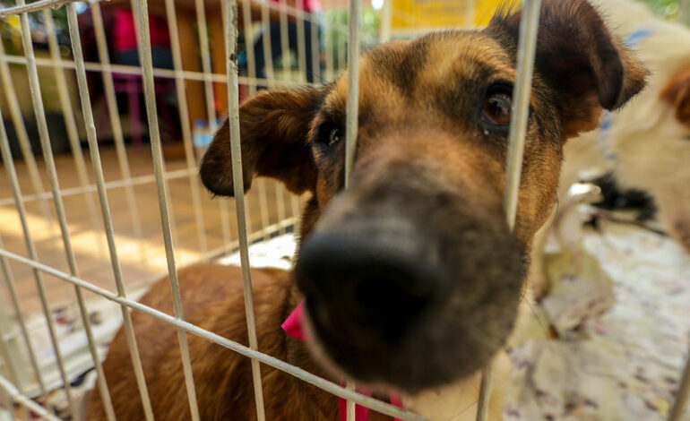 Prefeitura de Itapevi realiza Feira de Adoção de Cães e Gatos neste sábado (31)