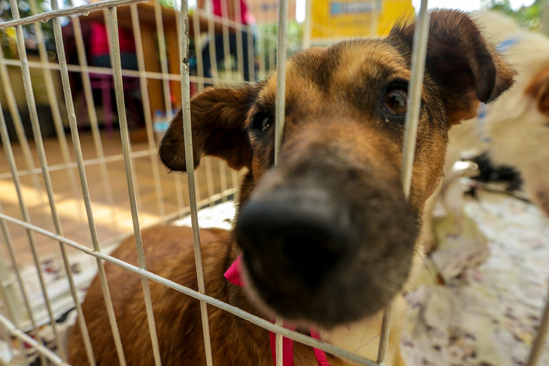 Prefeitura de Itapevi realiza Feira de Adoção de Cães e Gatos neste sábado (31)
