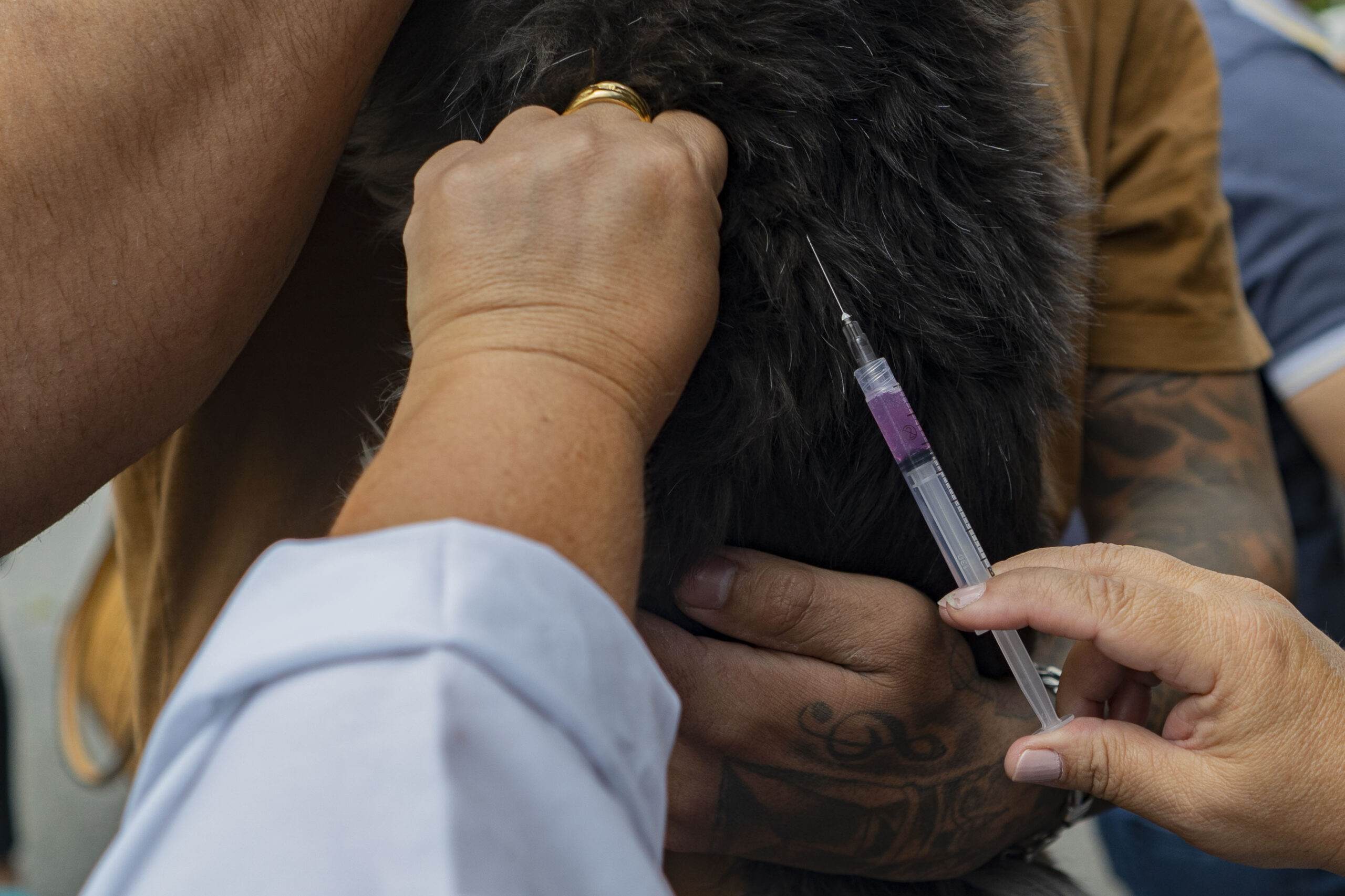 Saúde animal: Cotia realizará vacinação antirrábica nos dias 21 e 28/05
