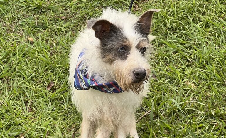 Cepad incentiva a adoção de cães idosos e especiais com serviço on-line 