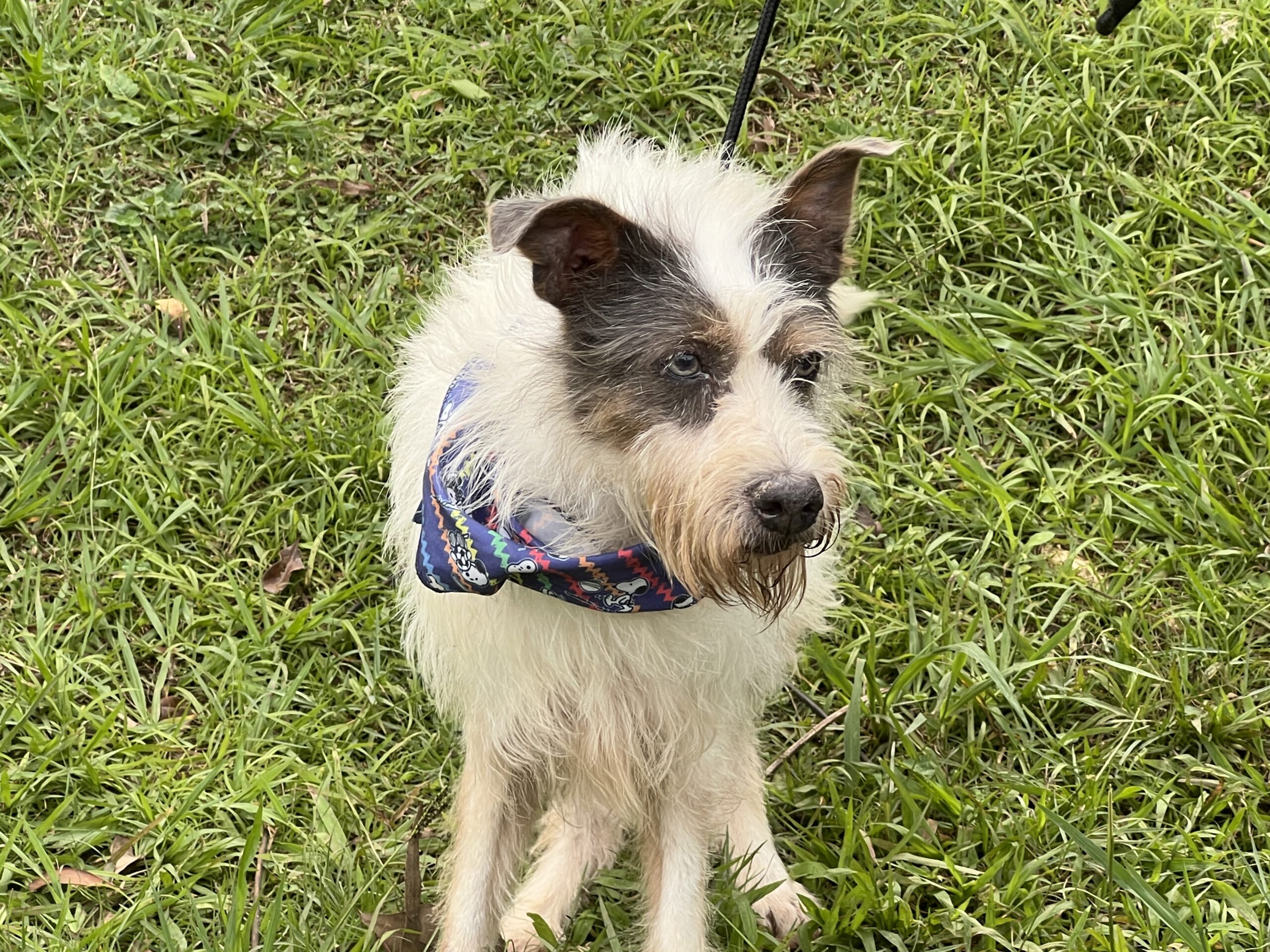 Cepad incentiva a adoção de cães idosos e especiais com serviço on-line 