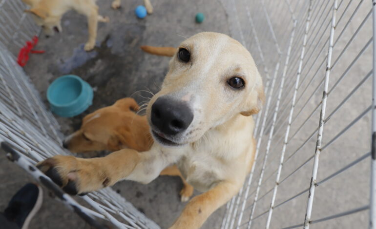 Começaram as feiras de adoção de pets de julho 