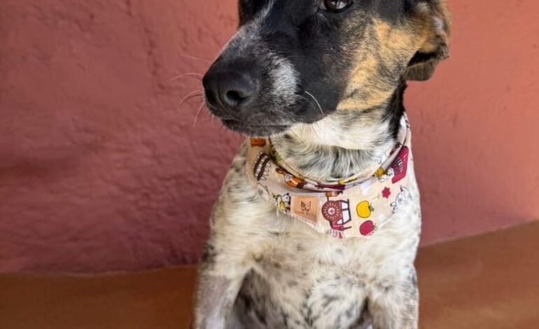 Cotia terá Feira de Adoção de Animais, no sábado (02/08), na Praça do Jd. Sabiá