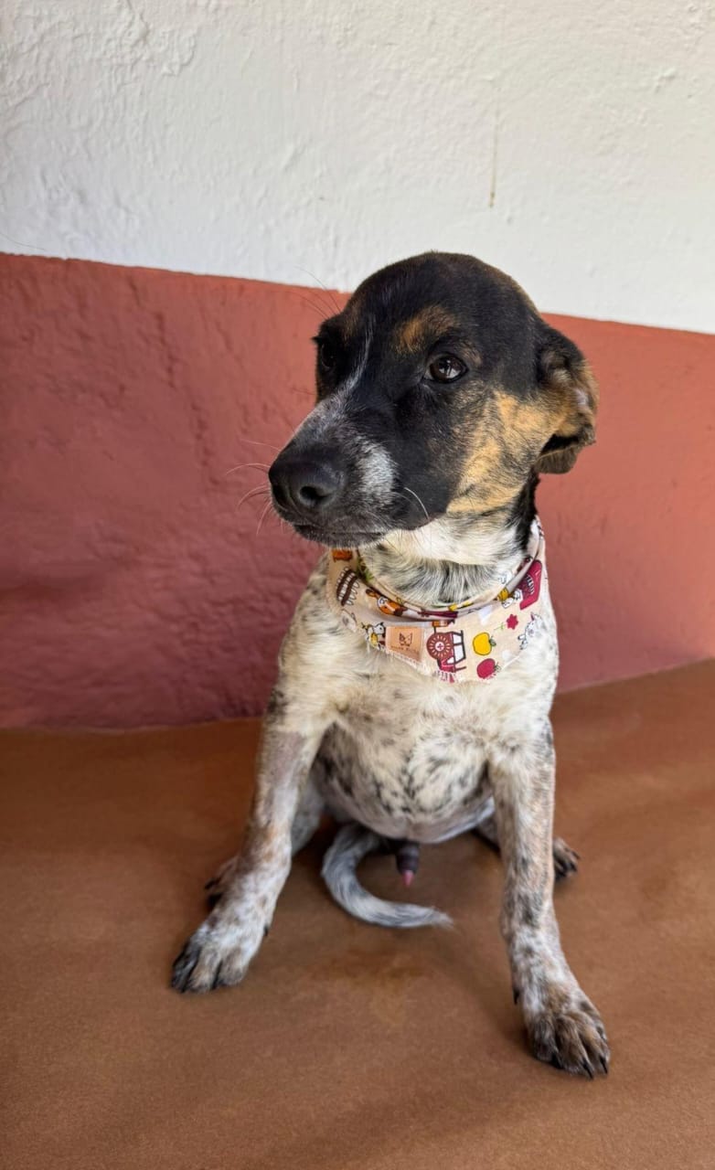 Cotia terá Feira de Adoção de Animais, no sábado (02/08), na Praça do Jd. Sabiá