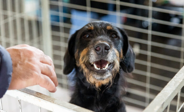 Prefeitura de Itapevi realiza Feira de Adoção de Cães e Gatos neste sábado (9)