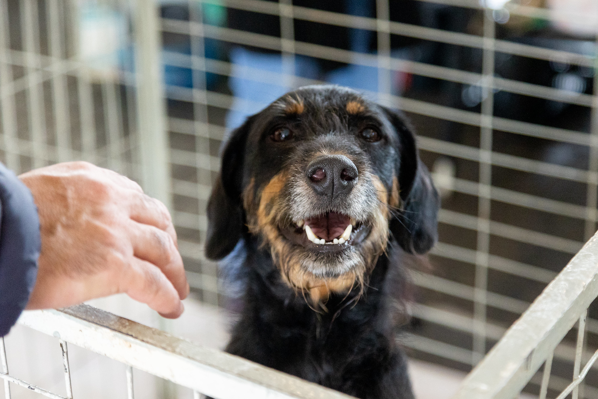 Prefeitura de Itapevi realiza Feira de Adoção de Cães e Gatos neste sábado (9)