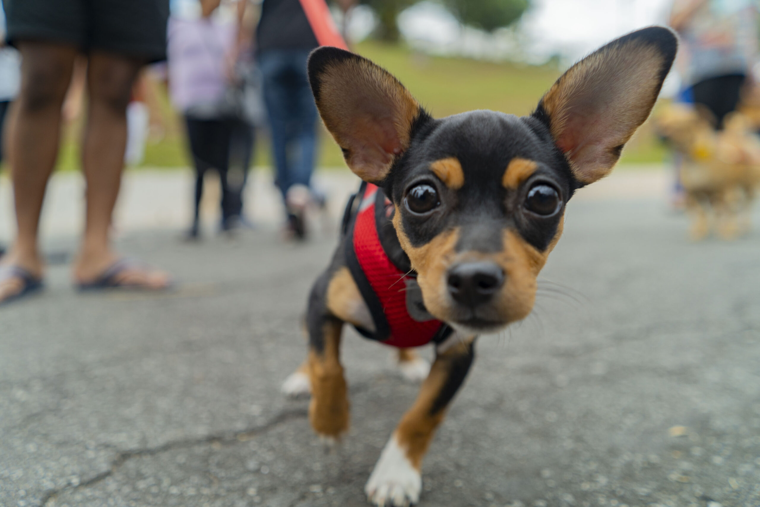 Sexta-feira (29/08) tem ação de vacinação antirrábica para cães e gatos no Jd. Sabiá