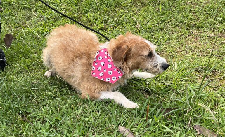 Atenção: a feira de adoção de pets deste sábado (27) muda de local e horário 