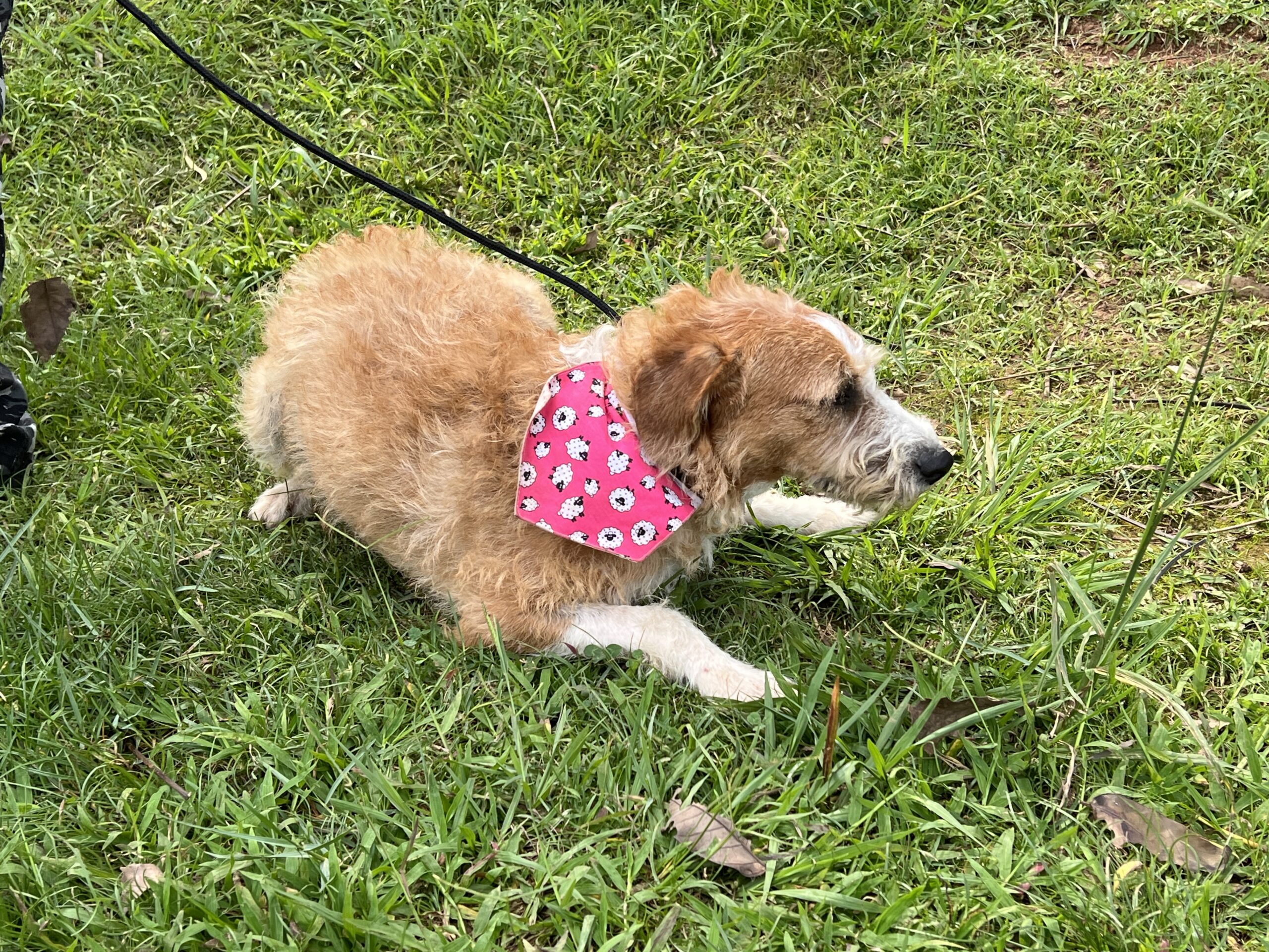 Atenção: a feira de adoção de pets deste sábado (27) muda de local e horário 