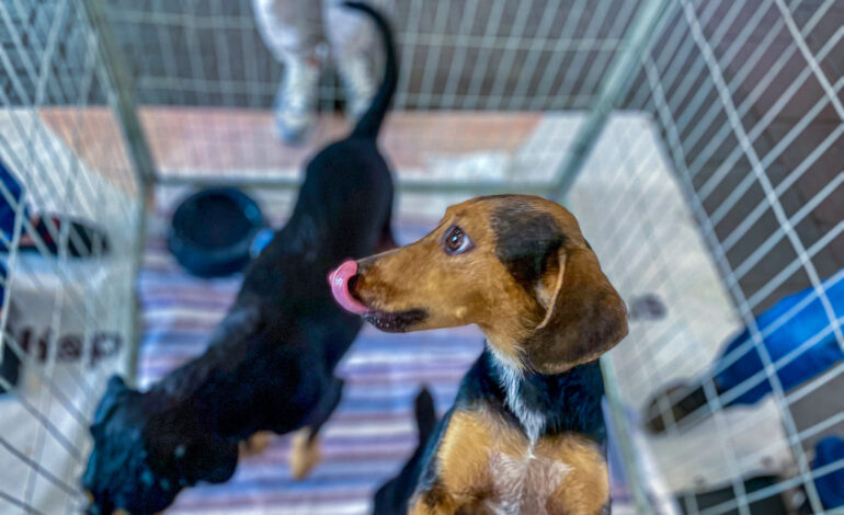 Itapevi realiza evento que une amor pelos pets e consciência ambiental