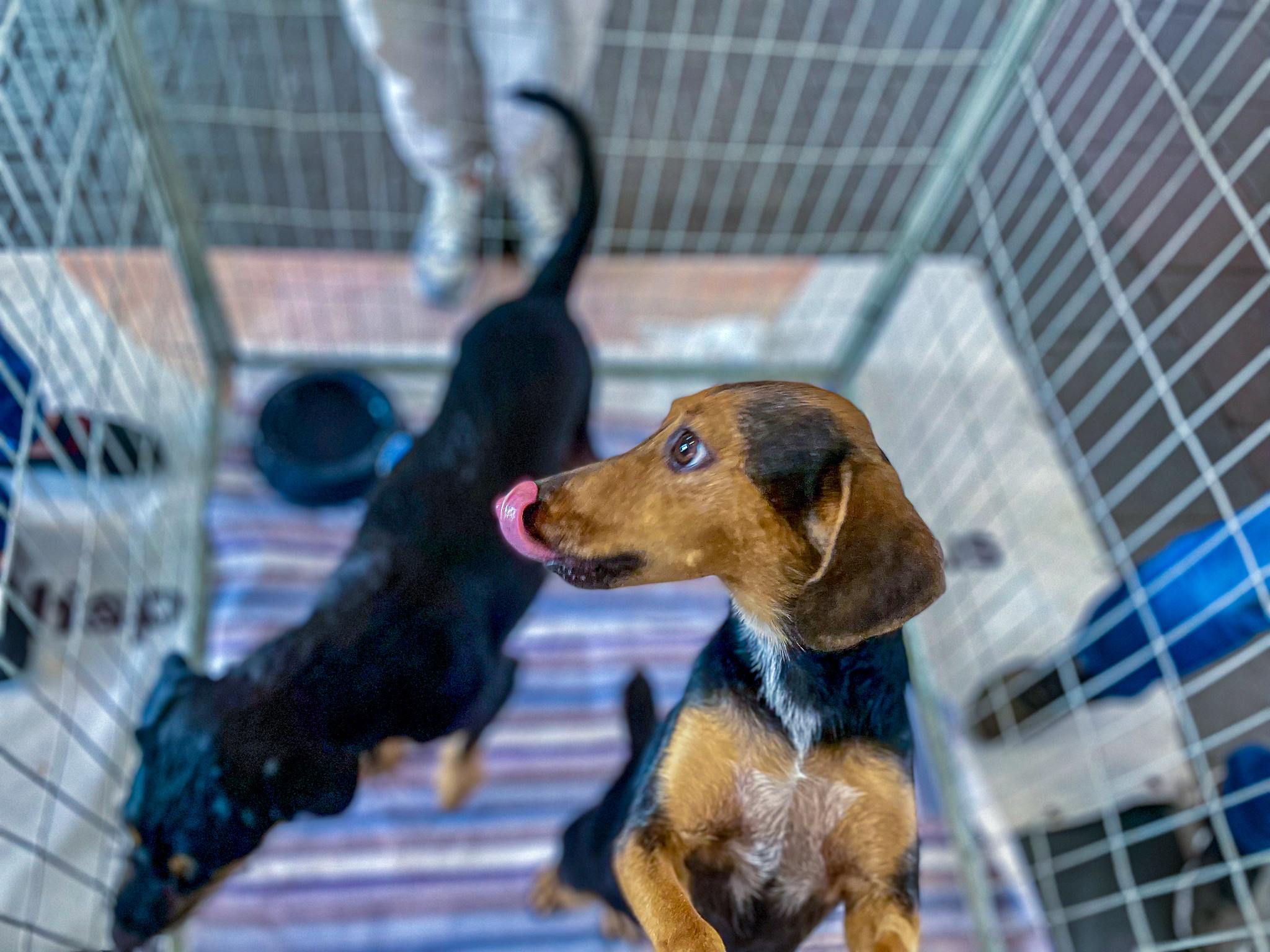 Itapevi realiza evento que une amor pelos pets e consciência ambiental