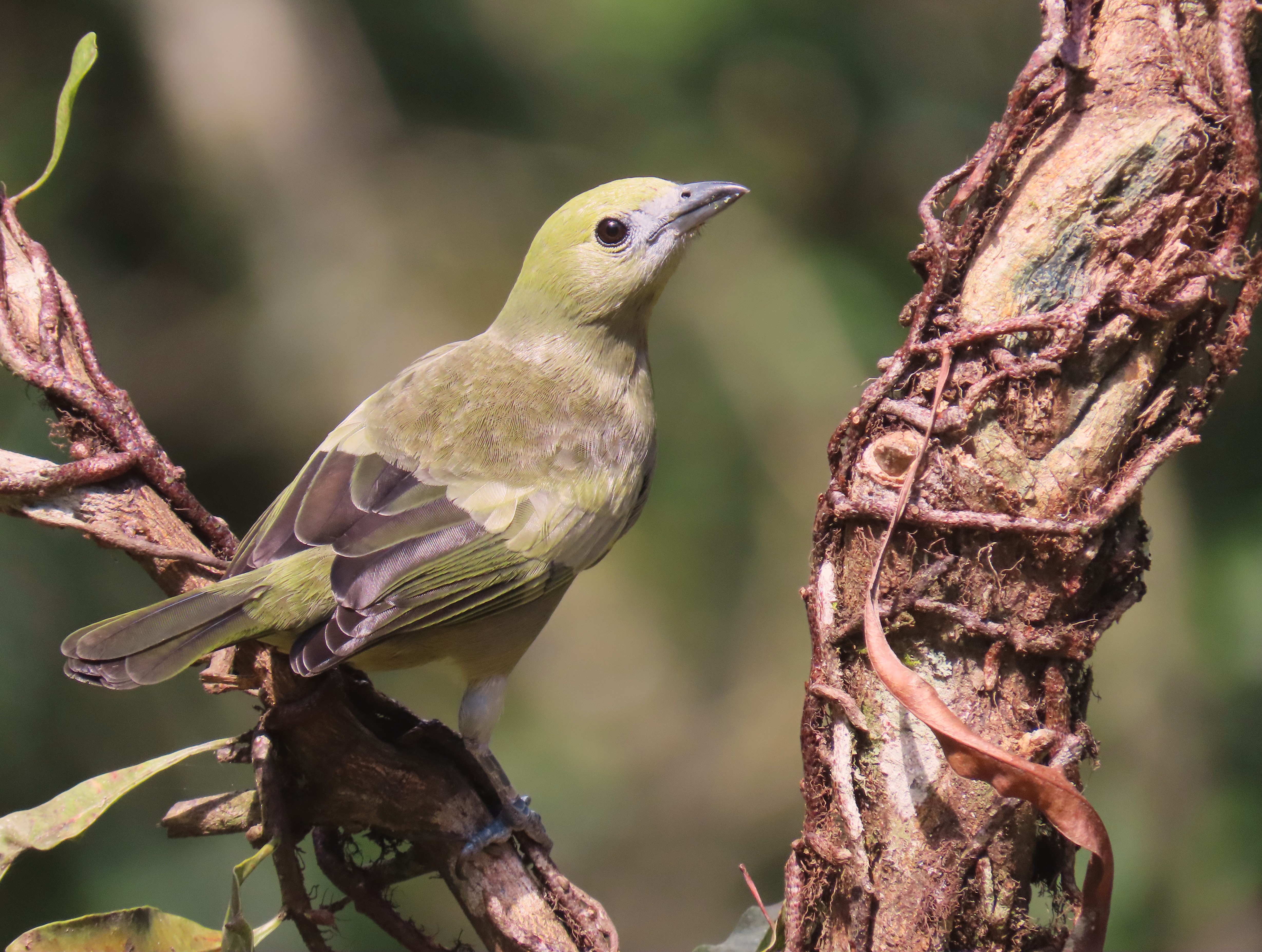 Prefeitura de Carapicuíba realiza 6º #VemPassarinhar no Parque Linear Bem-Te-Vi
