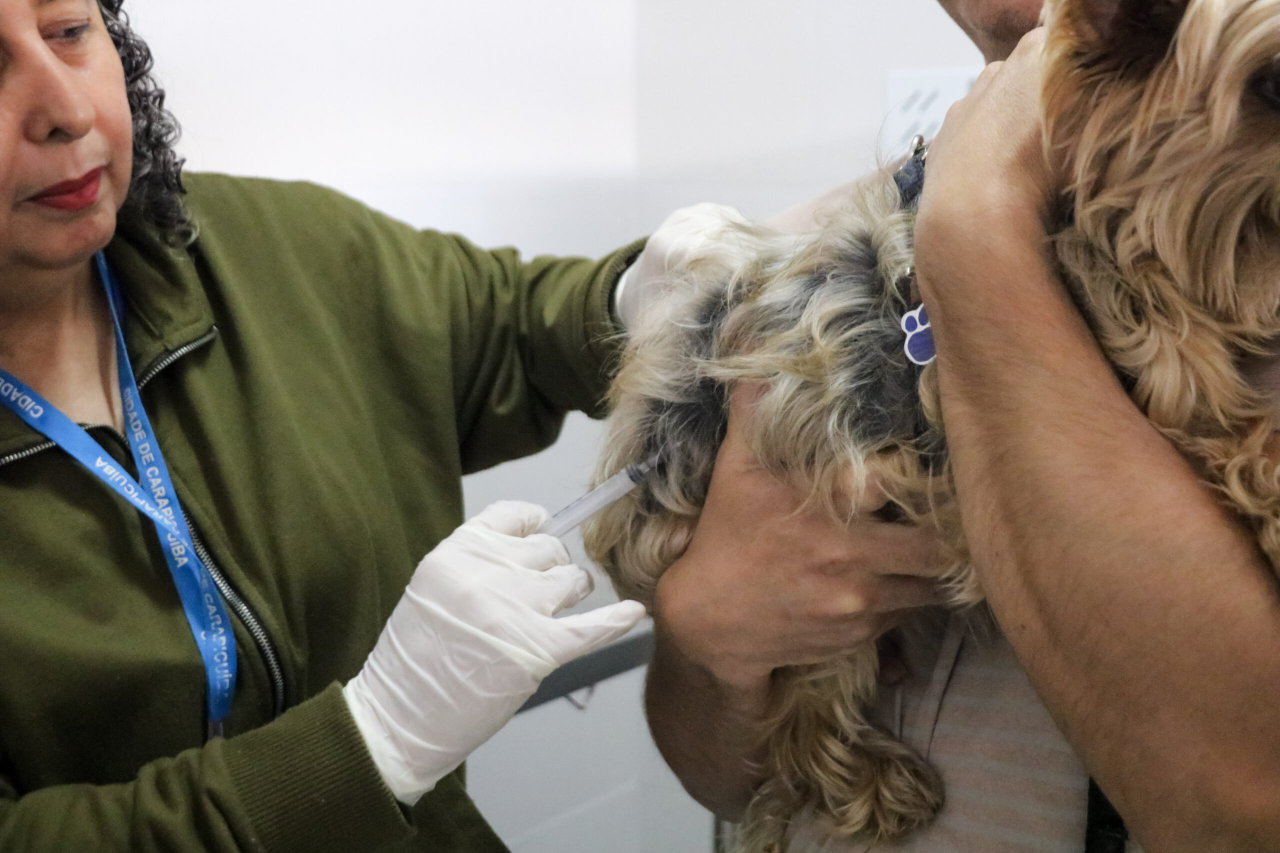 Prefeitura de Carapicuíba oferece vacinação antirrábica gratuita todas as quintas-feiras