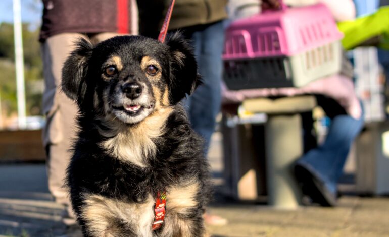 Jd. Sandra receberá ação de vacinação antirrábica para cães e gatos