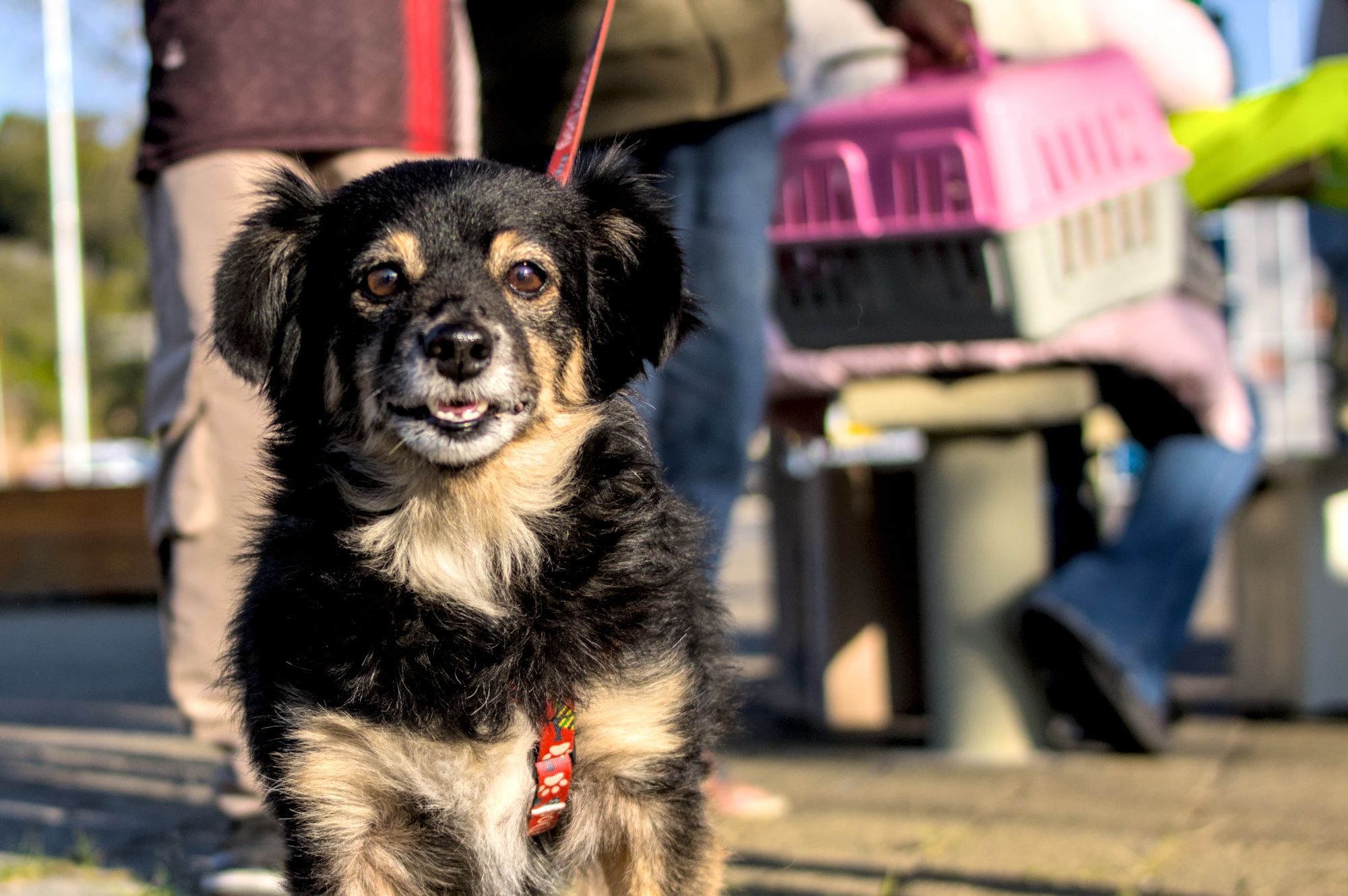 Jd. Sandra receberá ação de vacinação antirrábica para cães e gatos