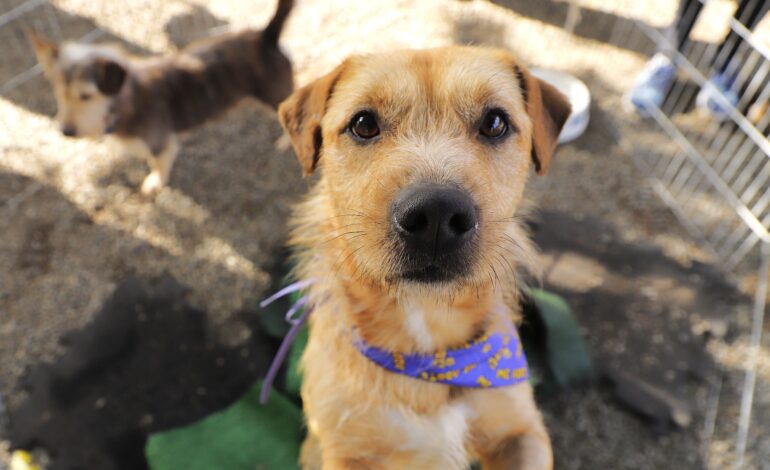 Agendamento para castração de pets abre nesta quarta-feira, dia 1° 