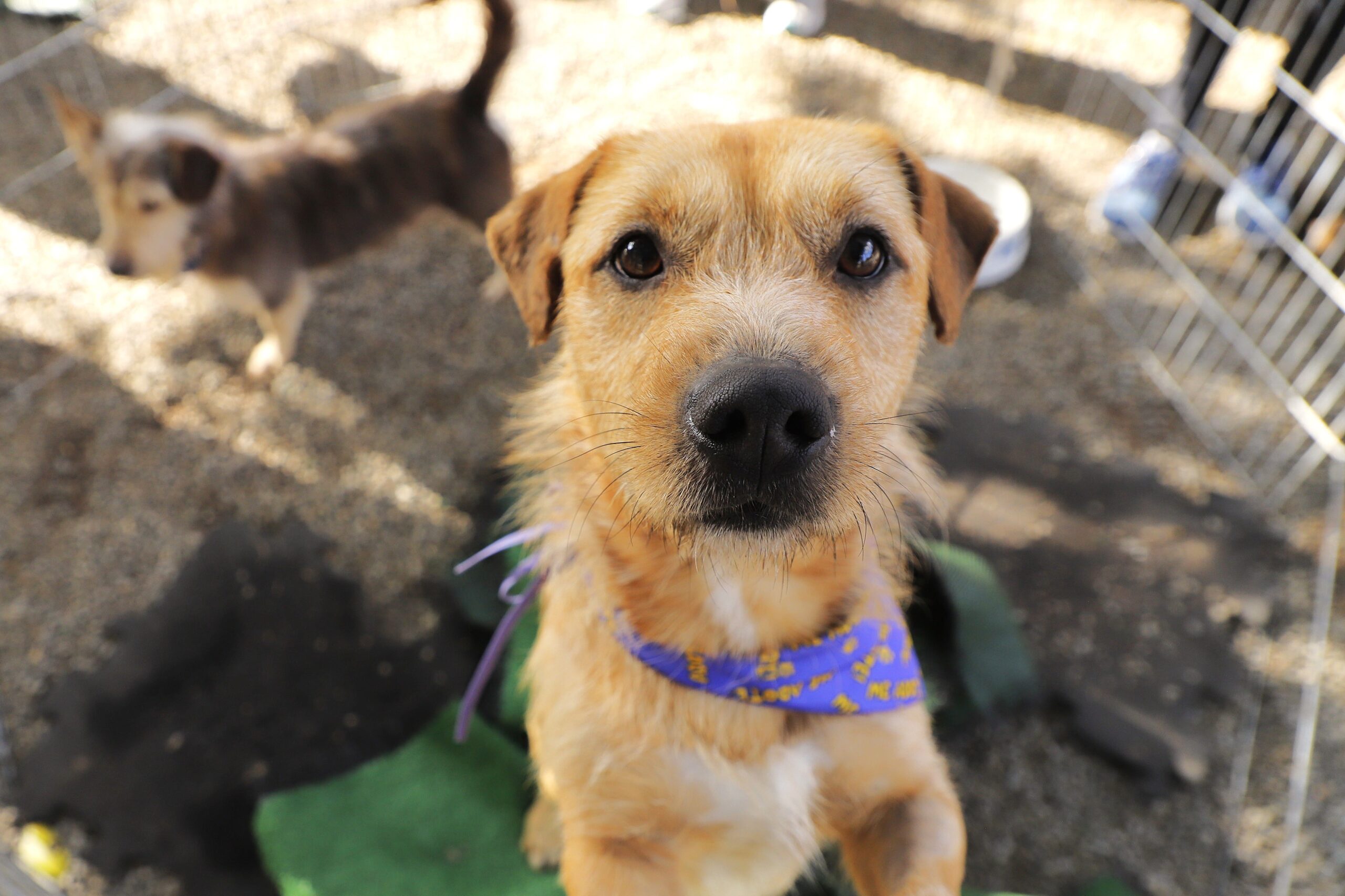 Agendamento para castração de pets abre nesta quarta-feira, dia 1° 