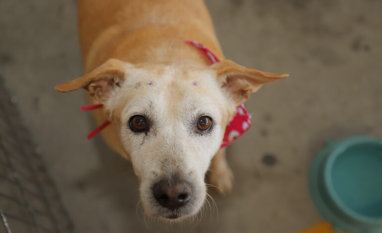 Feiras de adoção de pets de novembro começam neste sábado 