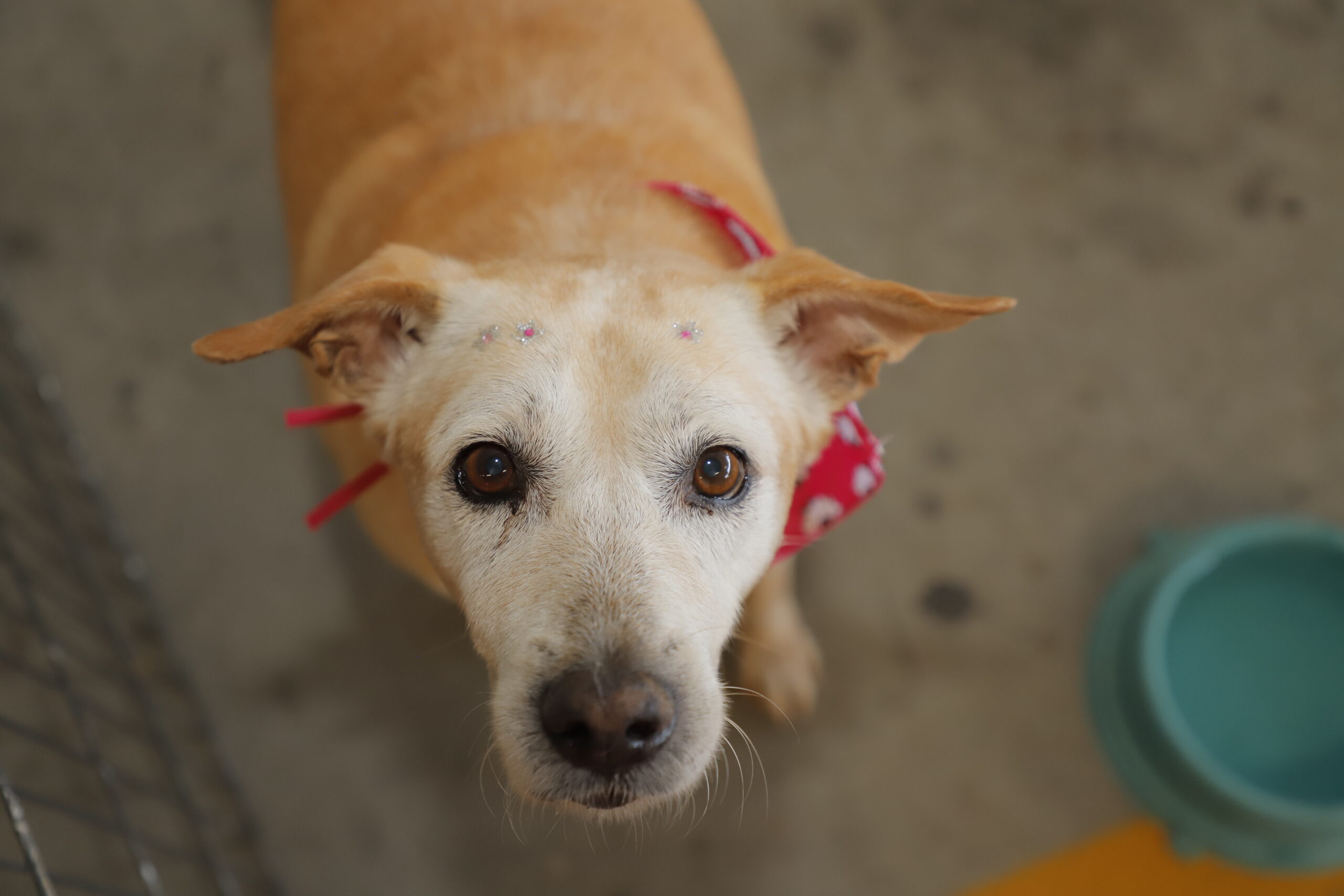 Feiras de adoção de pets de novembro começam neste sábado 