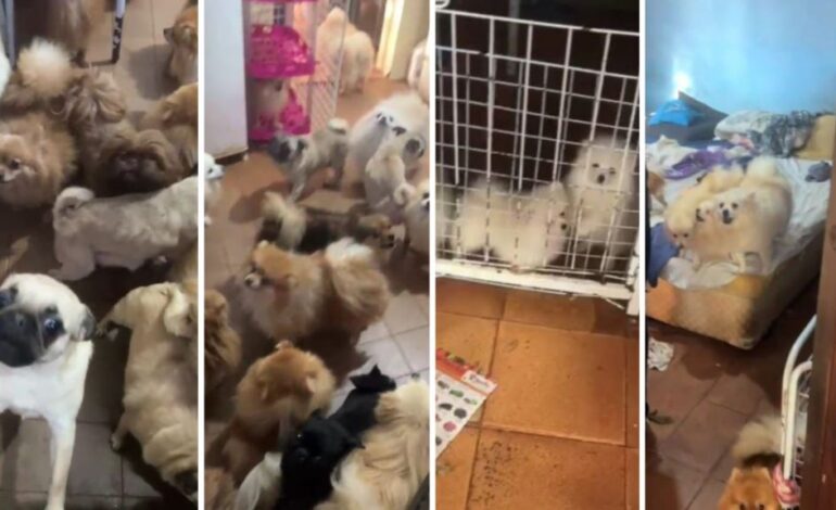 PM de SP resgata mais de 70 cães em situação de maus-tratos em Arujá