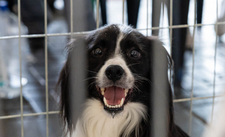 Prefeitura de Itapevi promove Feira de Adoção de Pets e doação de mudas neste sábado (8)