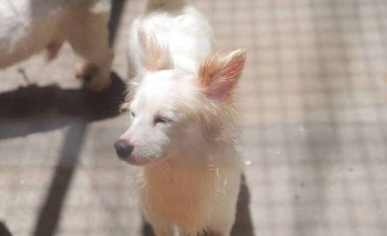 Feiras de adoção de cães e gatos encerram programação de 2025 