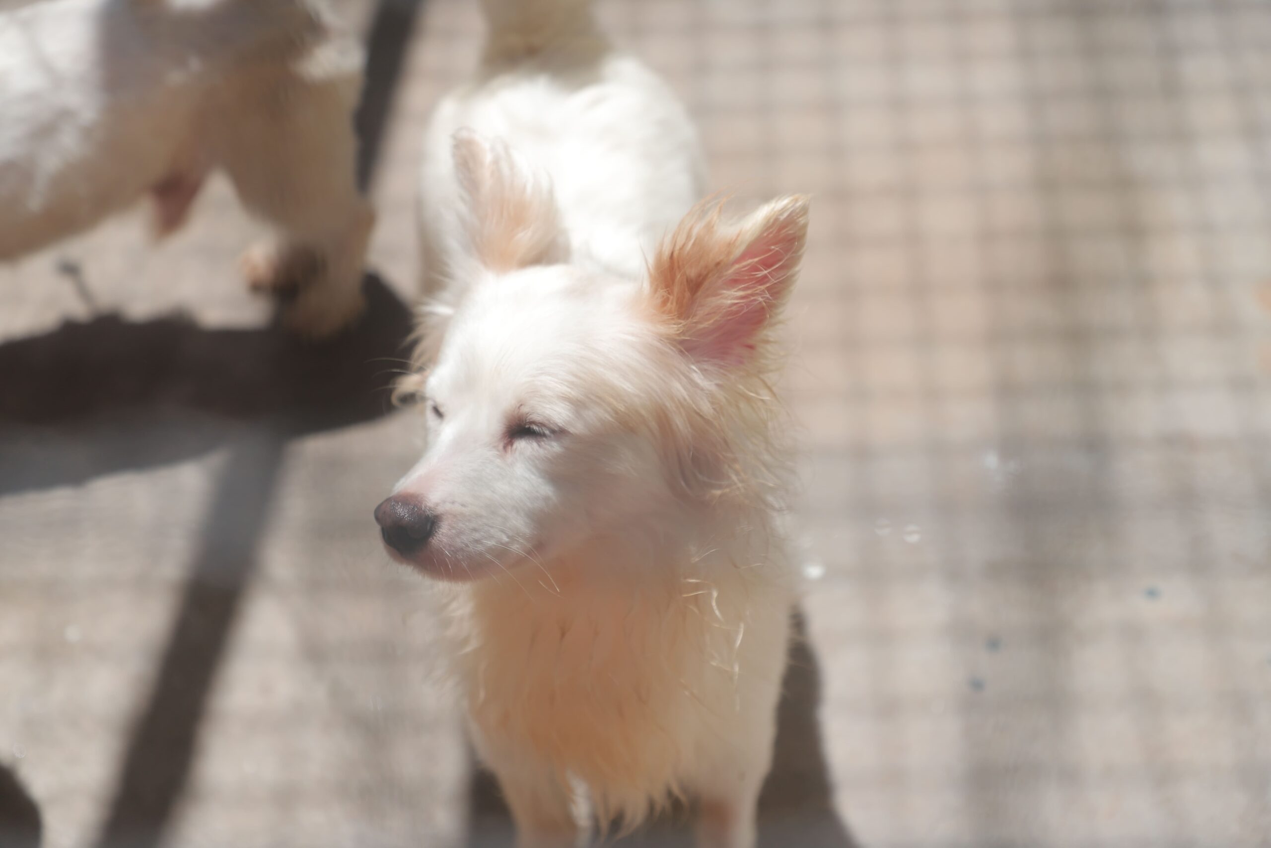 Feiras de adoção de cães e gatos encerram programação de 2025 