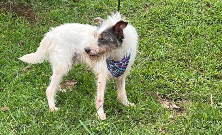 Feiras de adoção de pets de fevereiro começam no dia 1º