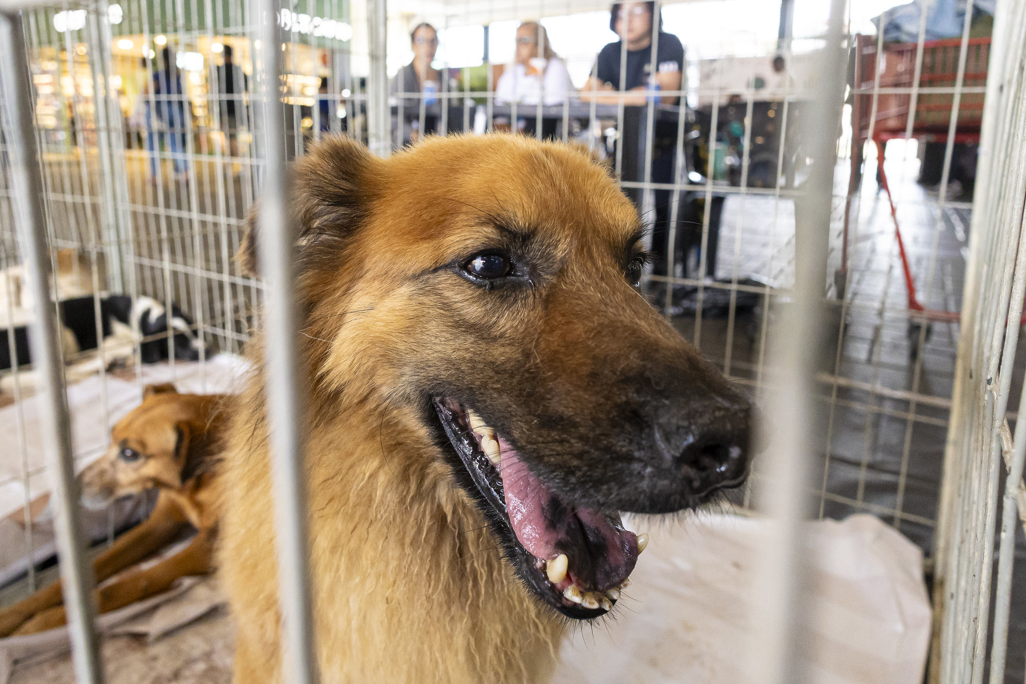 Prefeitura de Itapevi promove Feira de Adoção de Pets e doação de mudas neste sábado (17)