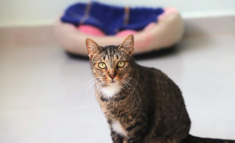 Maus-tratos a animais: Barueri orienta como denunciar