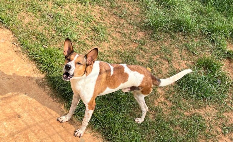 Feiras de adoção de pets movimentam Barueri em março