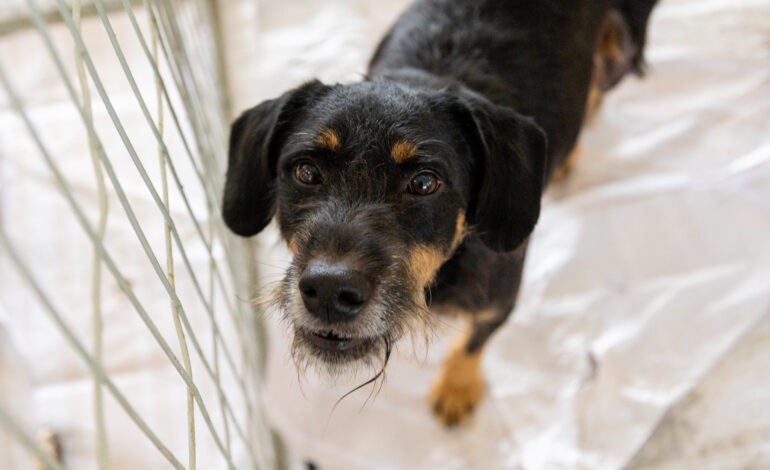Itapevi promove feira de adoção de cães e gatos no Ita Shopping Centro