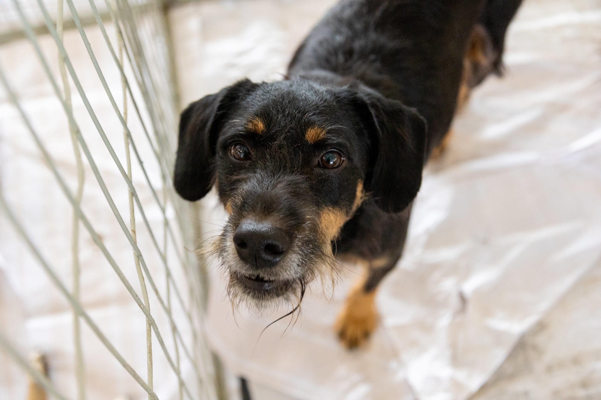Itapevi promove feira de adoção de cães e gatos no Ita Shopping Centro