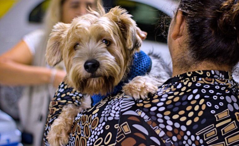 Vacinação antirrábica para cães e gatos já pode ser agendada