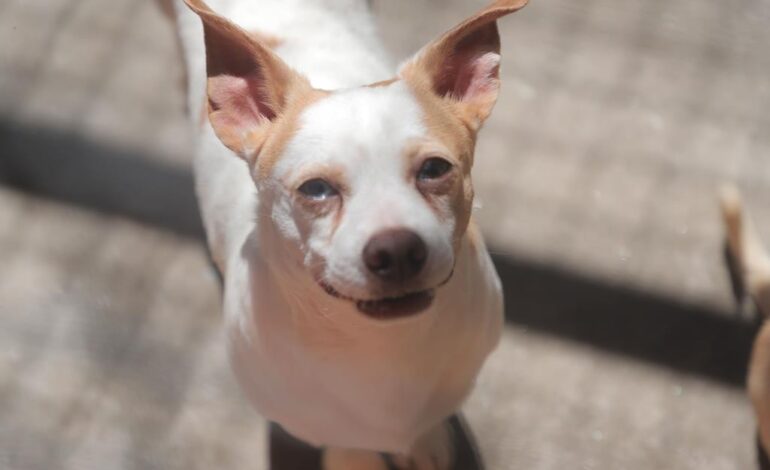 Campanha de adoção pode dar um lar a 77 cães em Barueri