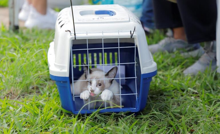 Barueri abre inscrições para castração gratuita de cães e gatos, dia 4