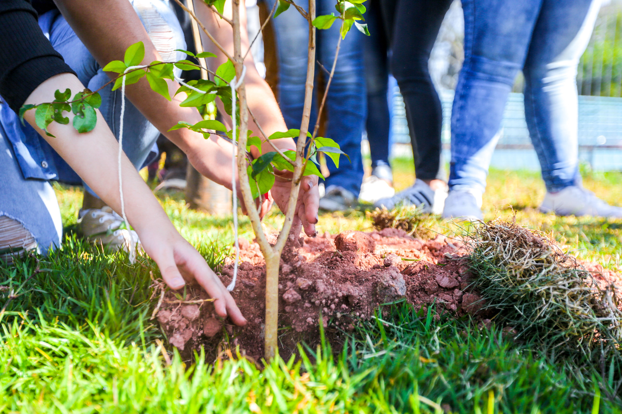Itapevi planta 67 mudas nativas no Parque da Cidade