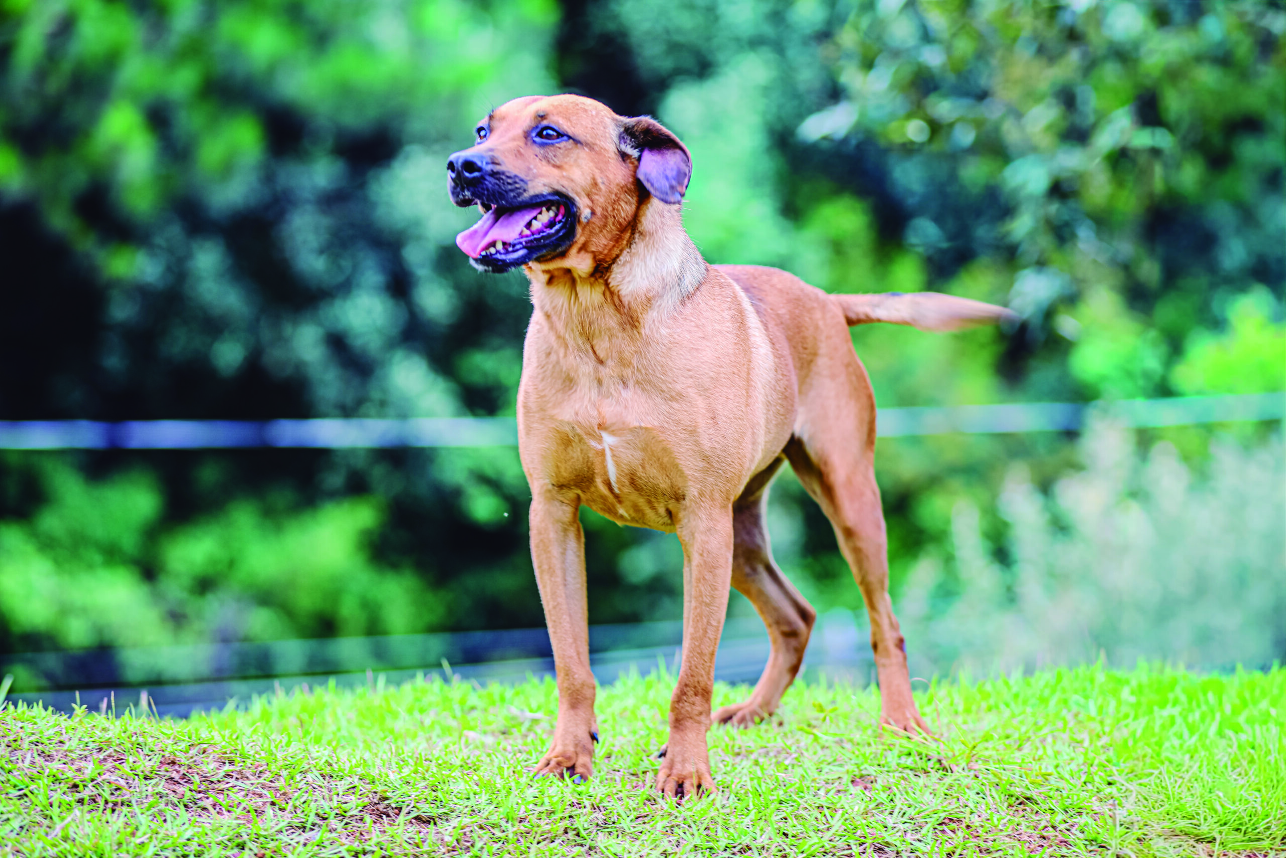 Prefeitura promove adoção responsável de pets com atendimento vitalício