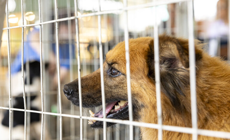 Itapevi promove feira de adoção de cães e gatos no Ita Shopping Centro