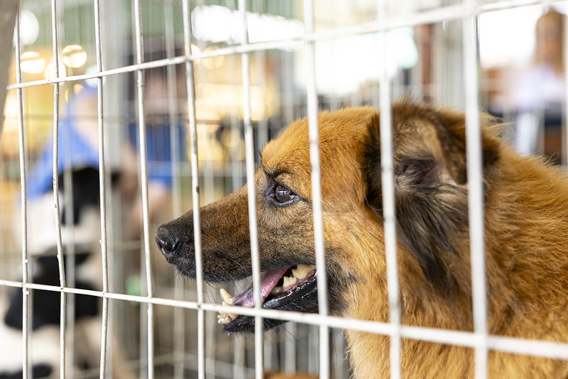 Itapevi promove feira de adoção de cães e gatos no Ita Shopping Centro