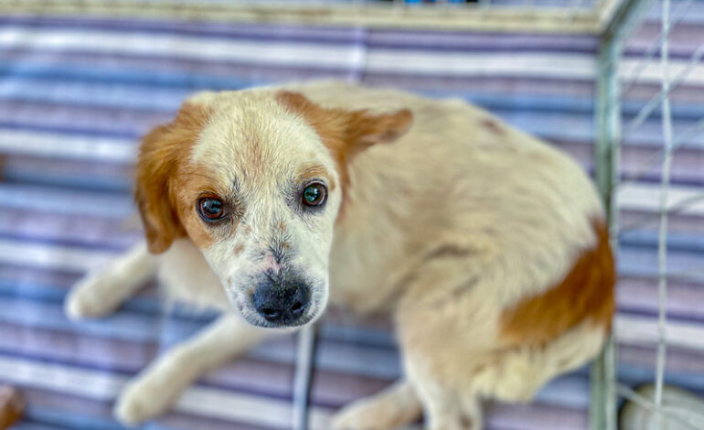 Feira de adoção de cães e gatos acontece no Ita Shopping Centro no sábado (11)