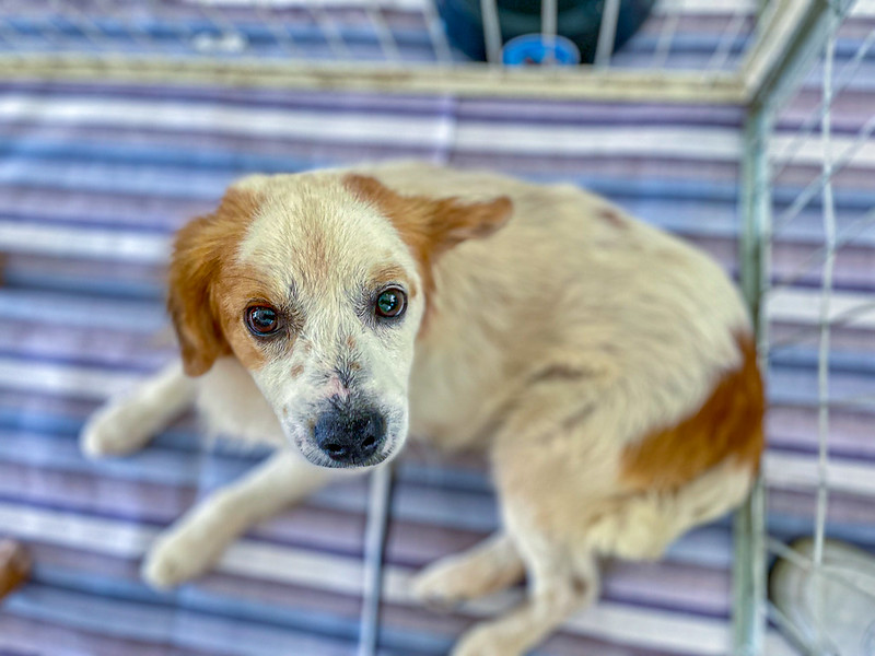 Feira de adoção de cães e gatos acontece no Ita Shopping Centro no sábado (11)