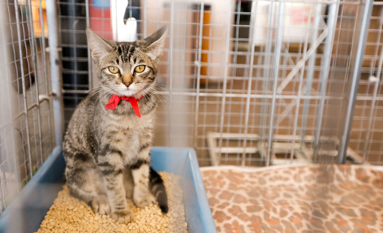 Feira de adoção de cães e gatos acontece na Praça 18 de Fevereiro no sábado (25)