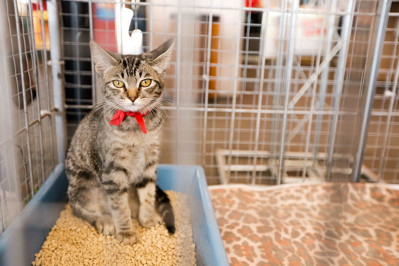 Feira de adoção de cães e gatos acontece na Praça 18 de Fevereiro no sábado (25)