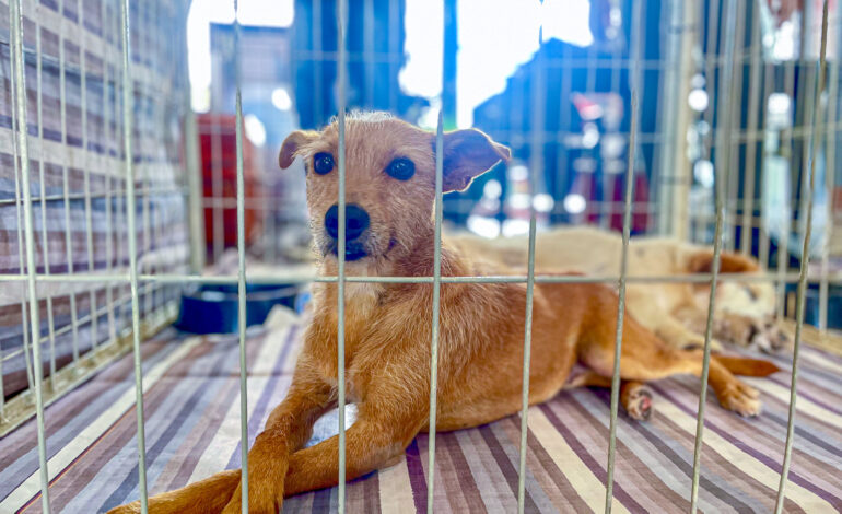 Feira de adoção de cães e gatos acontece no Ita Shopping Centro em 9 de maio