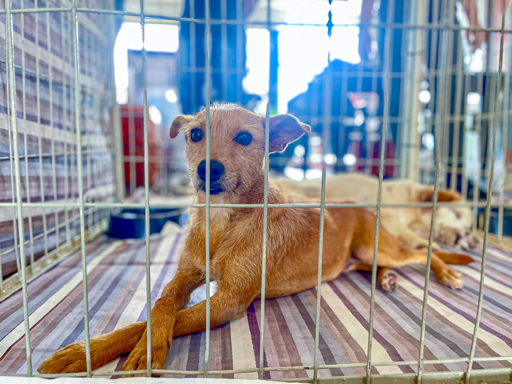 Feira de adoção de cães e gatos acontece no Ita Shopping Centro em 9 de maio