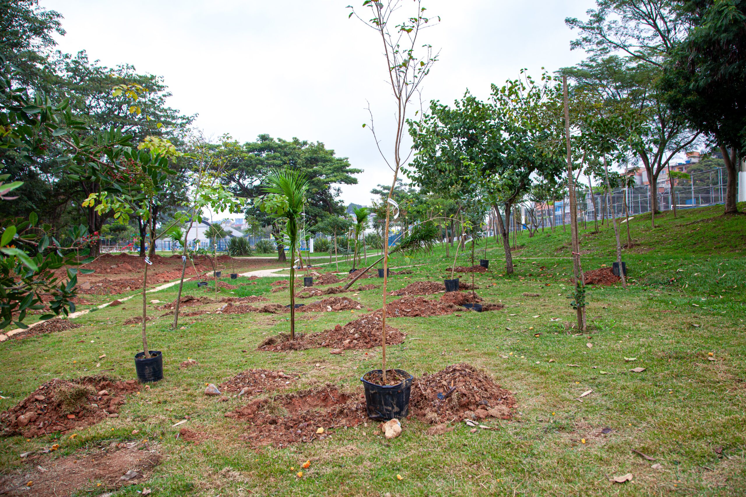 Parque do Planalto recebe 280 novas árvores