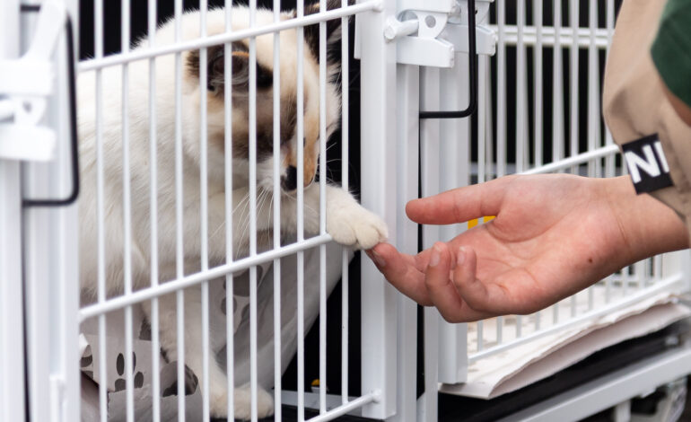 Prefeitura de Itapevi promove doação de mudas e feira de adoção de cães e gatos neste sábado (27)