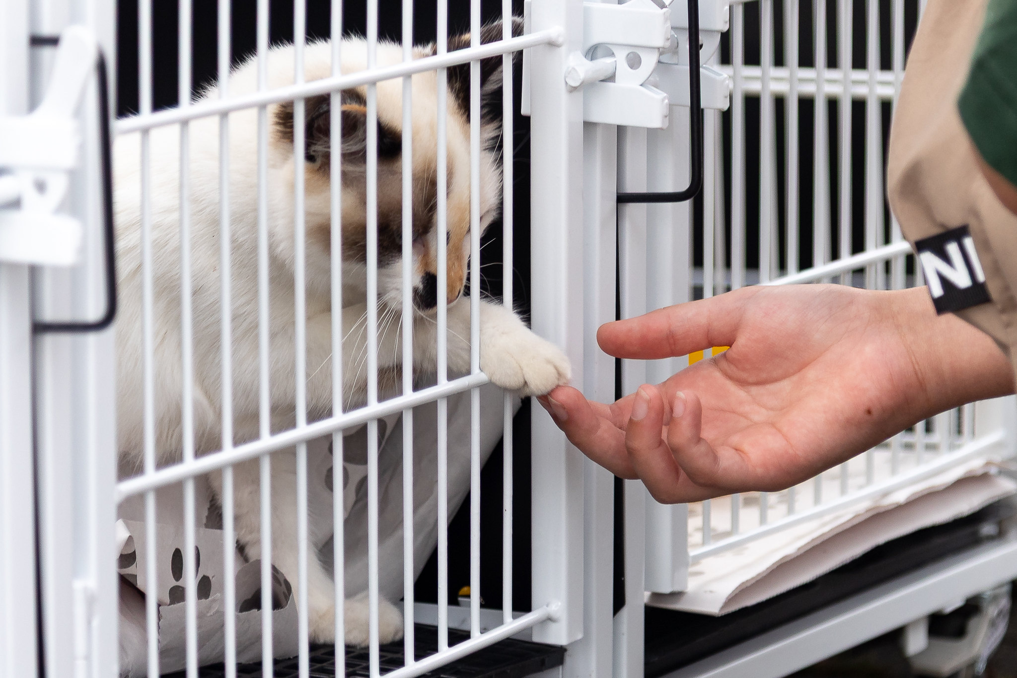 Prefeitura de Itapevi promove doação de mudas e feira de adoção de cães e gatos neste sábado (27)