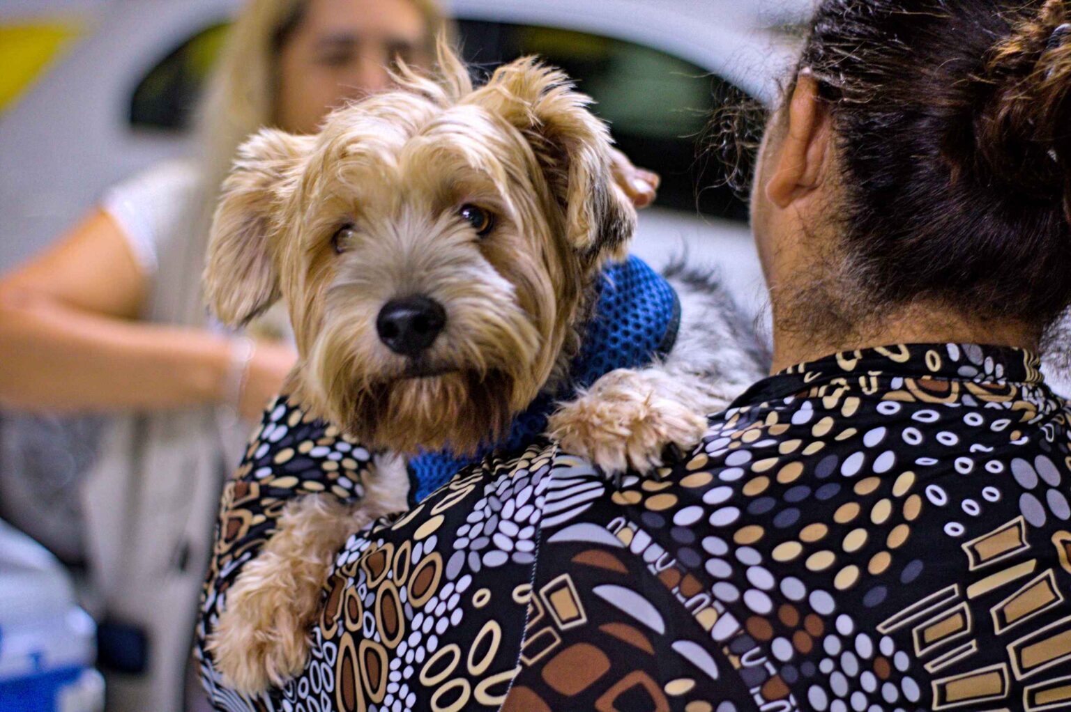 Cotia terá ação gratuita de castração de cães e gatos